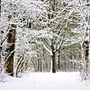 Winter forest  van Pim Feijen