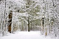 Winter forest  van Pim Feijen thumbnail