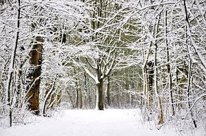 Winter forest  von Pim Feijen