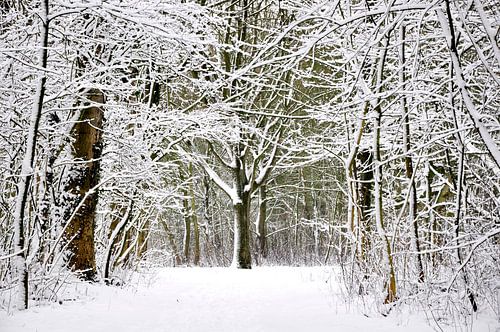 Winter forest  van Pim Feijen