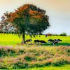 Koeien onder boom, België. van Jaap Bosma Fotografie