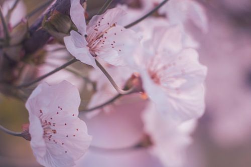 Letne dans le verger IV - gros plan sur les fleurs roses