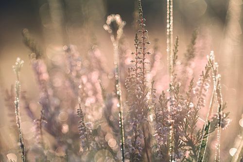 Wolfhezerheide part 76