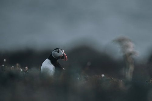 Papageientaucher in der Dämmerung