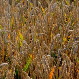 Grain mousseux sur Harrie Beuken