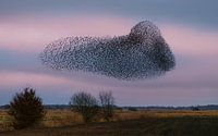 Starling cloud above the 't Roegwold by Marga Vroom thumbnail