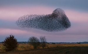Sternwolke über dem 't Roegwold