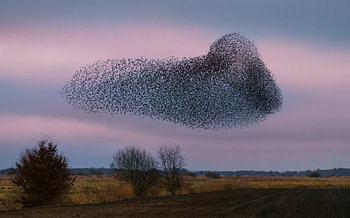 Spreeuwenwolk boven het 't Roegwold