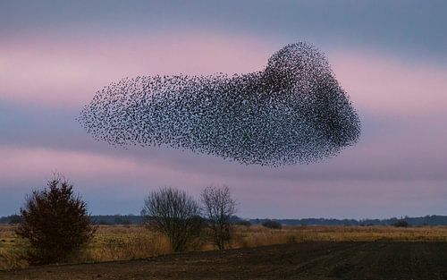 Spreeuwenwolk boven het 't Roegwold