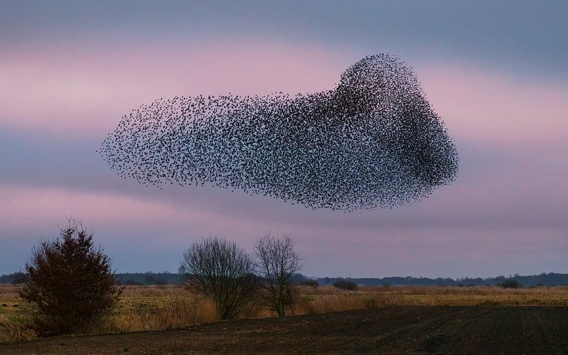 Starling cloud above the 't Roegwold by Marga Vroom