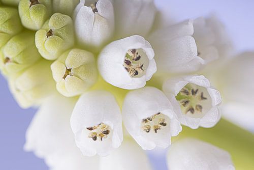 Het witte "blauwe druifje"