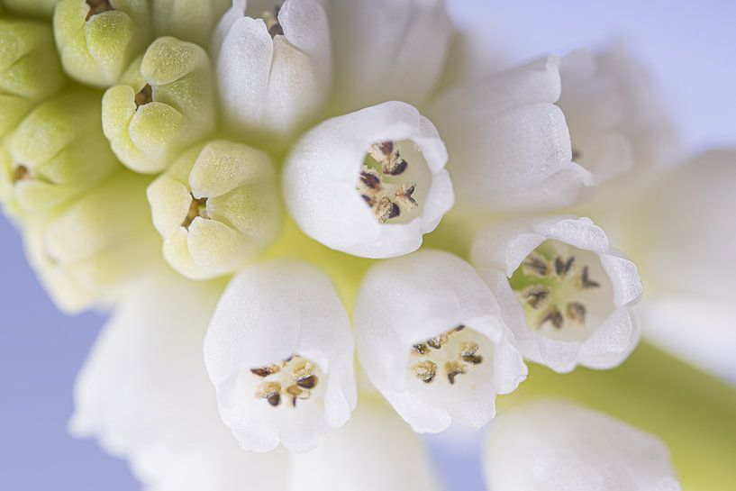 The white Muscari by Marjolijn van den Berg