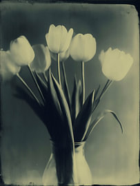 Tulpen in Vase Nr. 2 von Studio Silver & Sepia