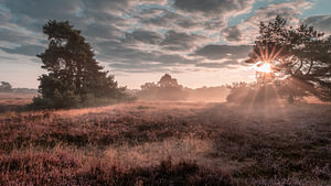 Frühnebel in der Westruper Heide