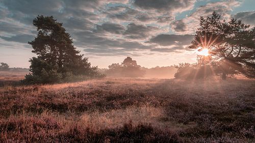 Vroege ochtendmist in de Westruper Heide