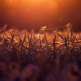 cornfield by Mike Ahrens
