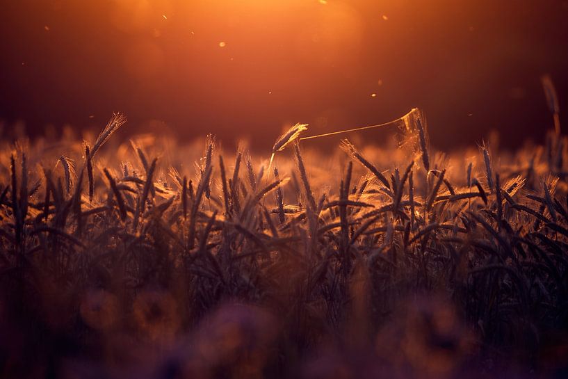cornfield by Mike Ahrens