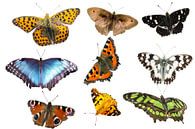 verschillende soorten vlinders op witte achtergrond van Animaflora PicsStock thumbnail