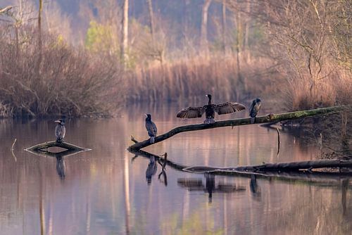 Kormorane in den Morgenfarben.