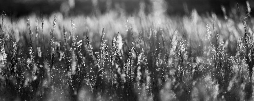 Black and white photo of morning dew by Herwin Jan Steehouwer