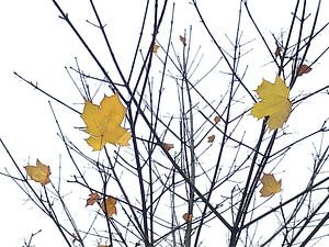 Herbstlaub Mikado