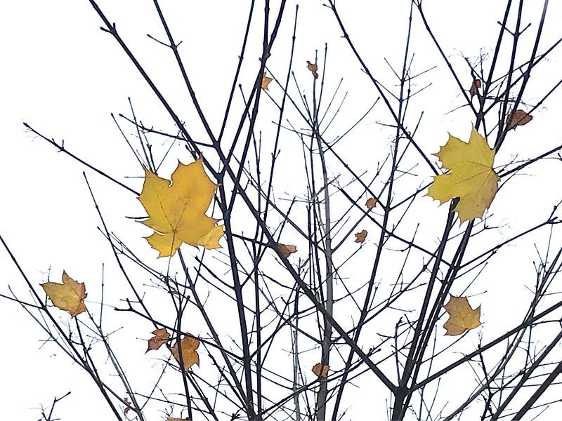 Feuilles d'automne Mikado par Markus Jerko