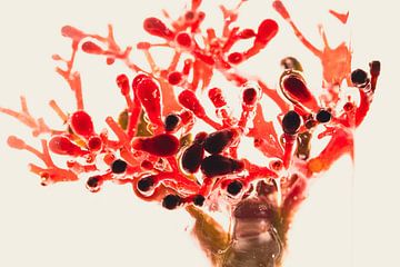 Korallenblume in Eis 2 von Marc Heiligenstein