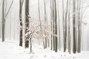 Winterwald im Nebel