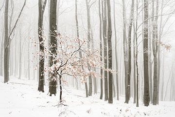 Winterbos in de mist van Ralf Lehmann