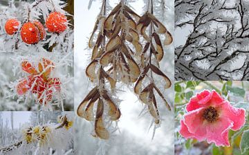 Sprookjesachtige winter van 2017 van Ina Wuite