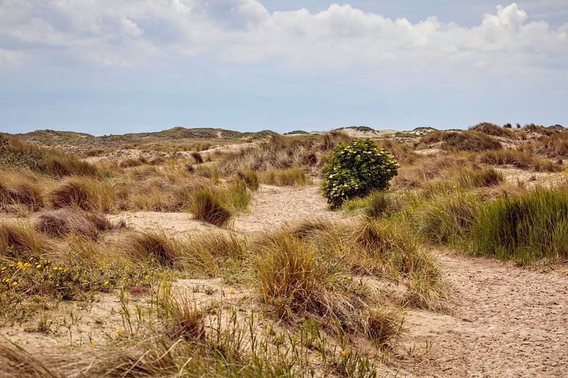 Dune area De Horssen by Rob Boon