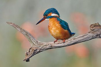 IJsvogel