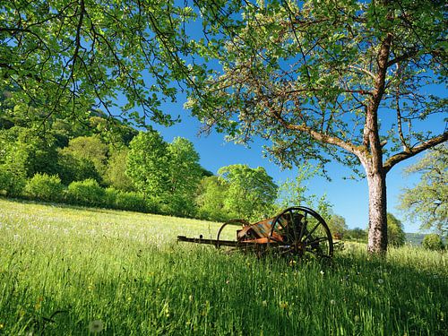 Spring morning in the orchard meadow