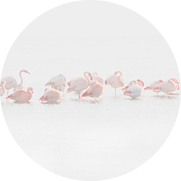 flamingo's van Aimé de Clercq