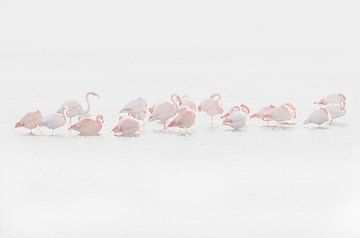 flamingo's van Aimé de Clercq