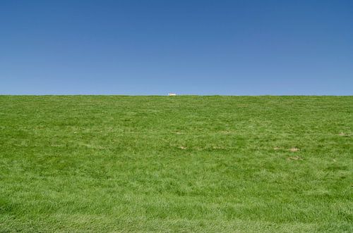 Het eenzame schaap.