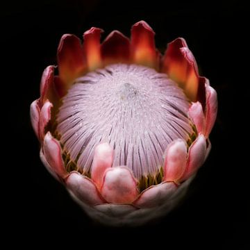 King Protea by Awesome Wonder