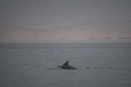 Where the desert meets the ocean – a dolphin at Pelican Point