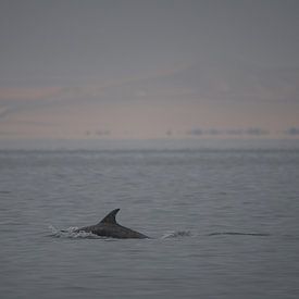 Where the desert meets the ocean – a dolphin at Pelican Point by Christian Möller Jork