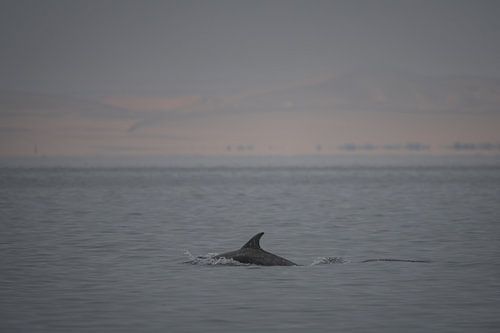 Là où le désert rencontre l'océan – Un dauphin à Pelican Point sur Christian Möller Jork