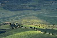 Cypresses in Tuscany