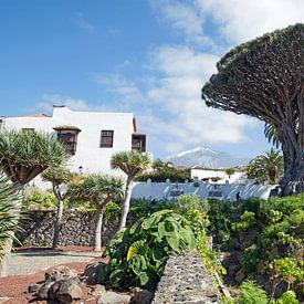 Drakenboom op Tenerife van Helga Kuiper