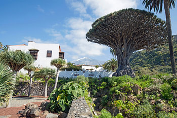 Dragon tree on Tenerife