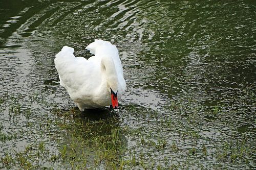 trotse zwaan