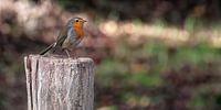 Robin - Looierheide Gennep
