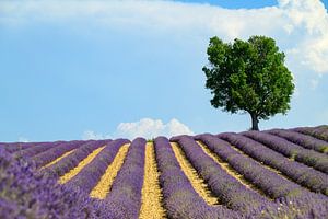 Blühender Lavendel in der Provence an einem Sommertag