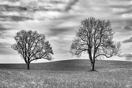 2 filligrane Bäume im Allgäu von Flatfield