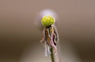 tote Anemone von Tania Perneel Miniaturansicht