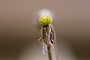 tote Anemone