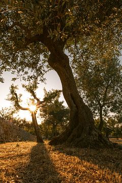 Olijfbomen bij zonsondergang | Italië | Reisfotografie | van Marika Huisman⎪reis- en natuurfotograaf